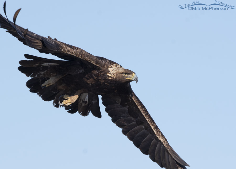Close up Golden Eagle in flight, Bear River Migratory Bird Refuge, Box Elder County, Utah