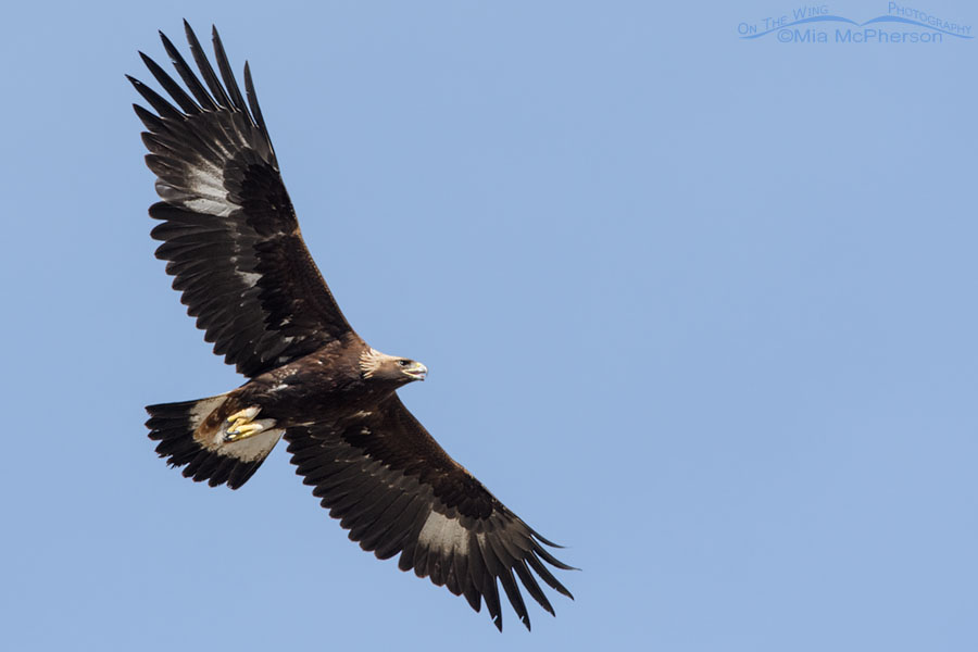 Immature Golden Eagle flying over a desert, Box Elder County, Utah
