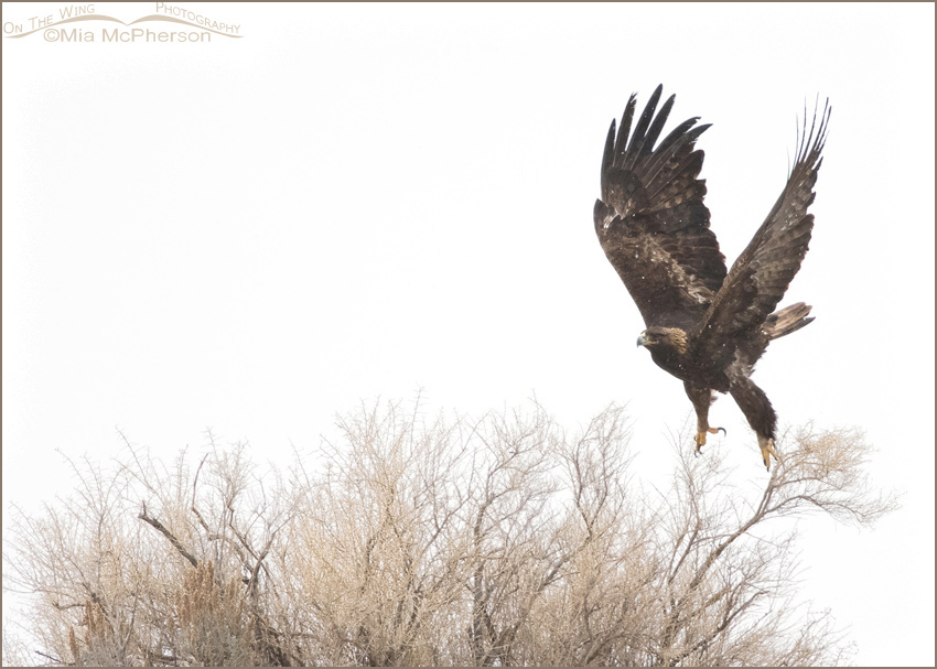 Golden Eagle lifting off in a snow storm, Antelope Island State Park, Davis County, Utah