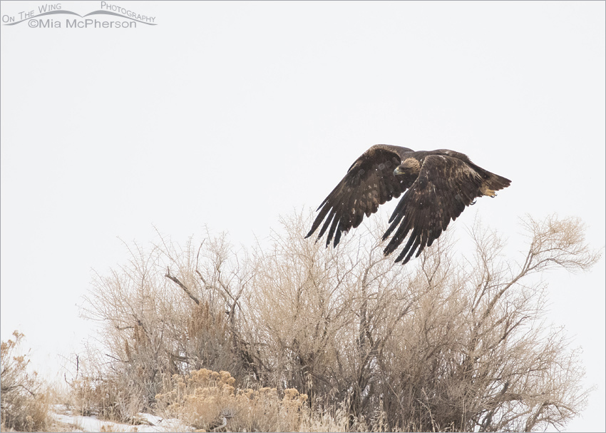 Golden Eagle in falling snow, Antelope Island State Park, Davis County, Utah