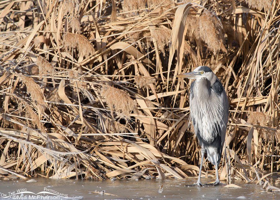 Great Blue Heron warming up in the morning, Bear River Migratory Bird Refuge, Box Elder County, Utah