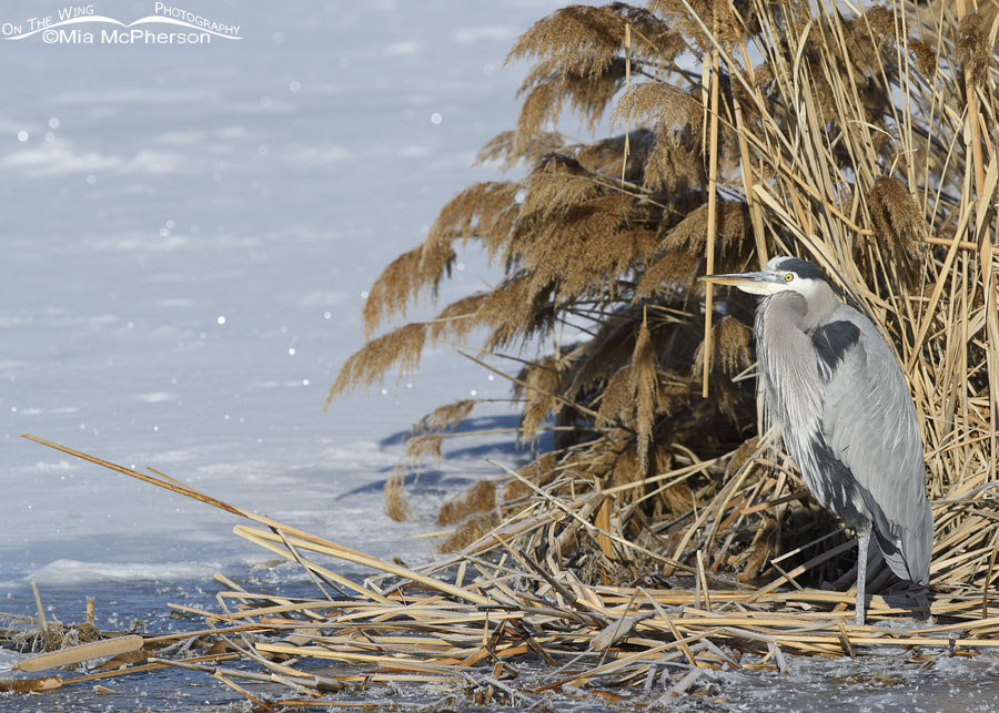 Adult Great Blue Heron on a February morning, Bear River Migratory Bird Refuge, Box Elder County, Utah