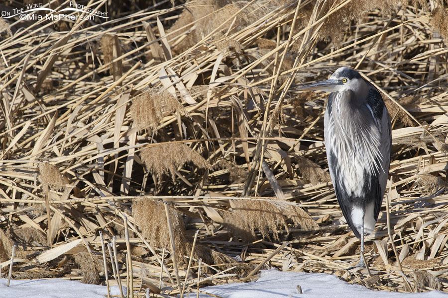 Great Blue Heron tucked into the phragmites, Bear River Migratory Bird Refuge, Box Elder County, Utah