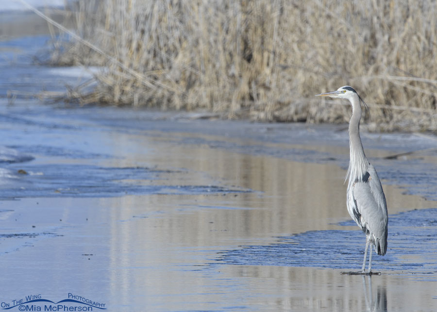 Winter Great Blue Heron standing on an icy canal, Bear River Migratory Bird Refuge, Box Elder County, Utah