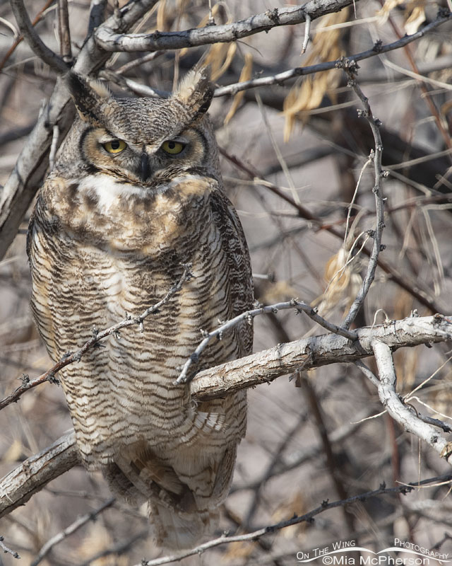 Adult Great Horned Owl on a February morning, Box Elder County, Utah