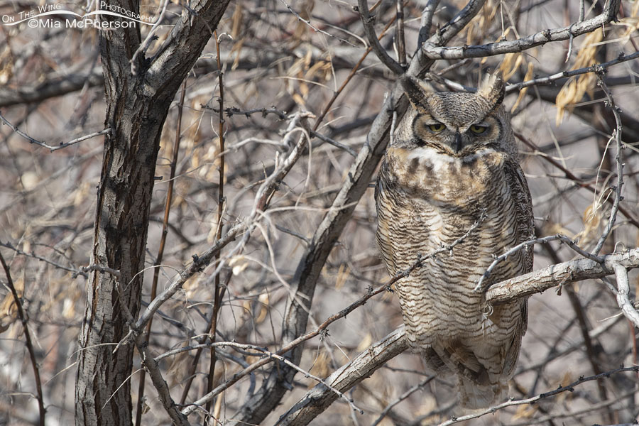 Adult Great Horned Owl resting in a thicket, Box Elder County, Utah