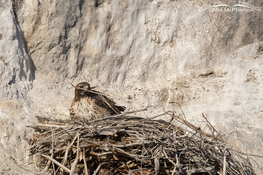 Adult Red-tailed Hawk refurbishing a nest, Box Elder County, Utah