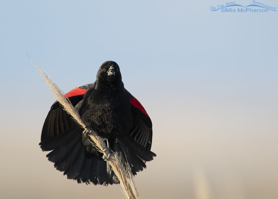 Singing male Red-winged Blackbird at Bear River MBR, Box Elder County, Utah