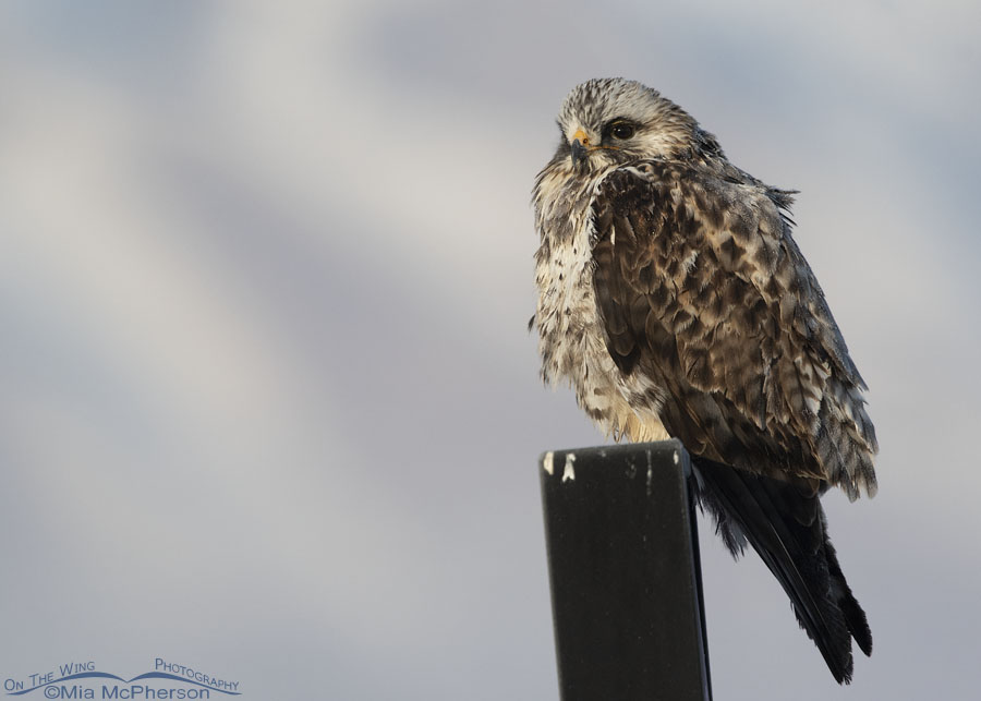 Rough-legged Hawk male perched on a refuge information sign, Bear River Migratory Bird Refuge, Box Elder County, Utah