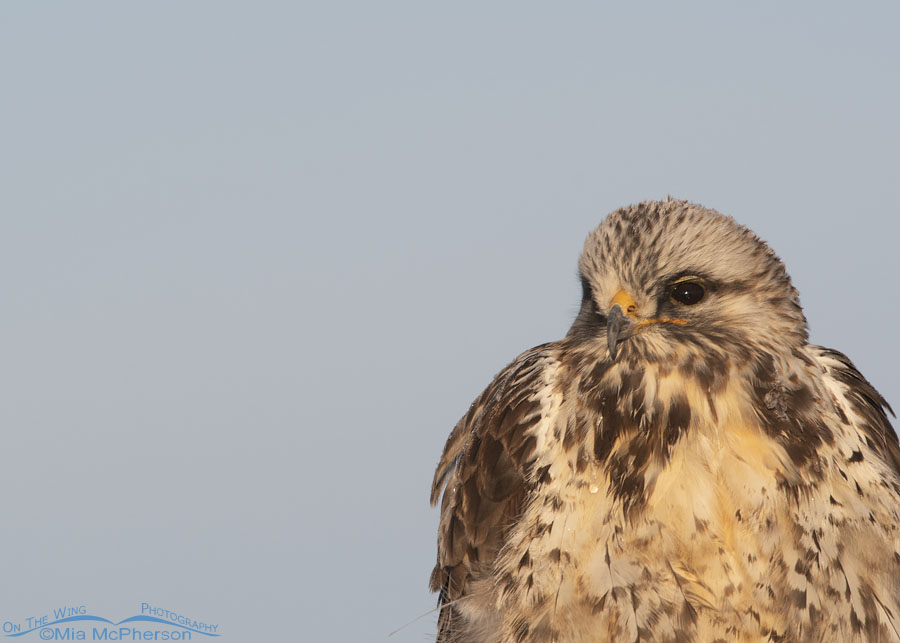 Male light morph Rough-legged Hawk in January 2022, Bear River Migratory Bird Refuge, Box Elder County, Utah