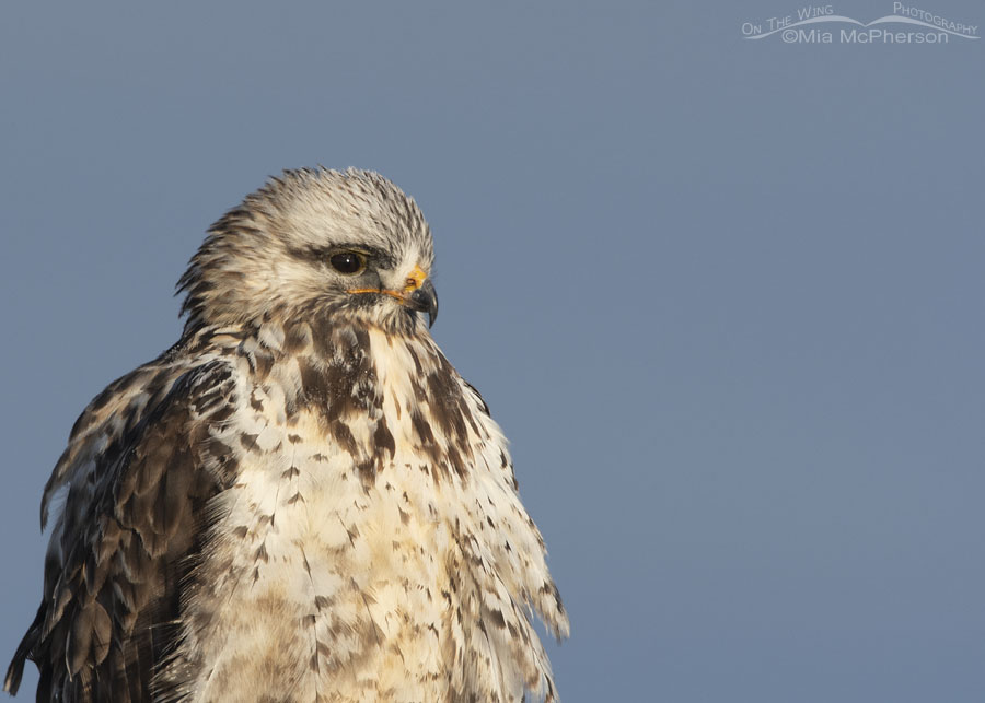 Rough-legged Hawk adult male with dark clouds in the background, Bear River Migratory Bird Refuge, Box Elder County, Utah