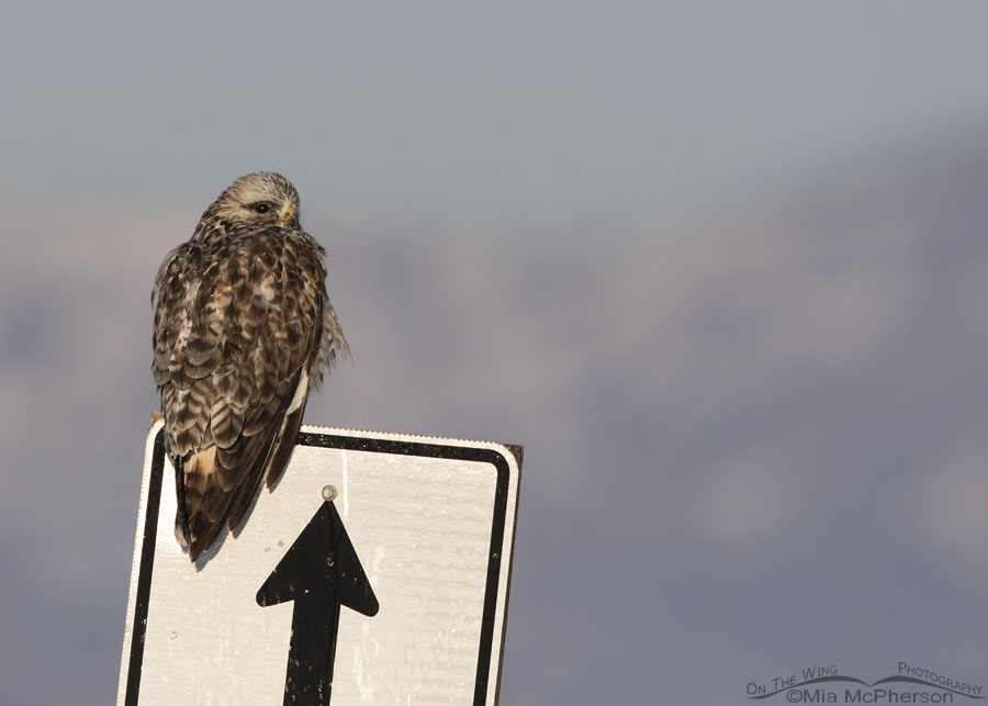 Light morph adult male Rough-legged Hawk on a one way sign, Bear River Migratory Bird Refuge, Box Elder County, Utah