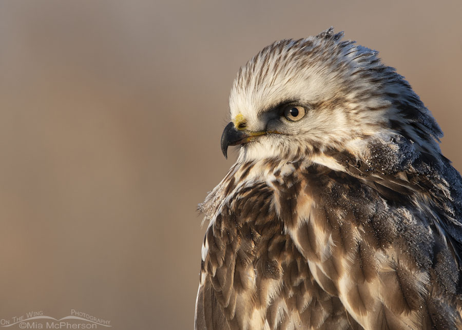 Immature light morph Rough-legged Hawk portrait, Bear River Migratory Bird Refuge, Box Elder County, Utah