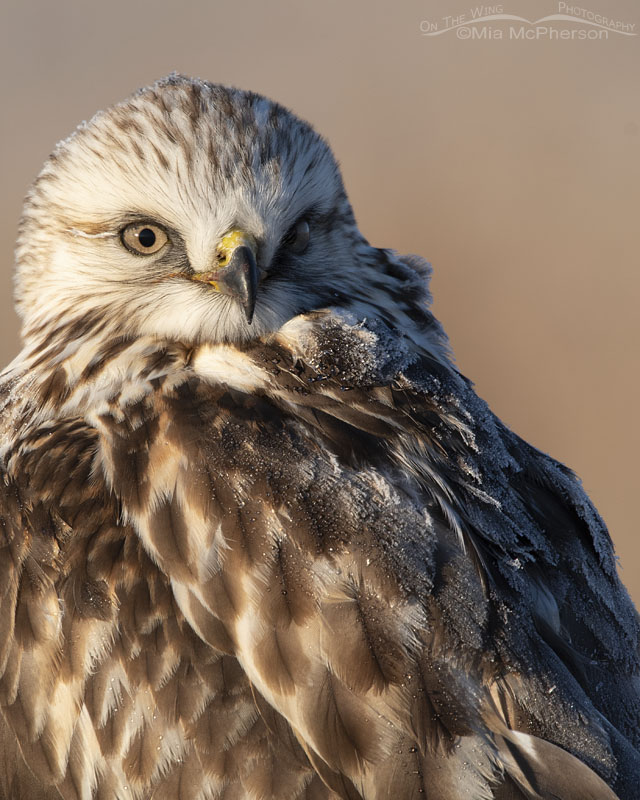 Immature light morph Rough-legged Hawk close up, Bear River Migratory Bird Refuge, Box Elder County, Utah