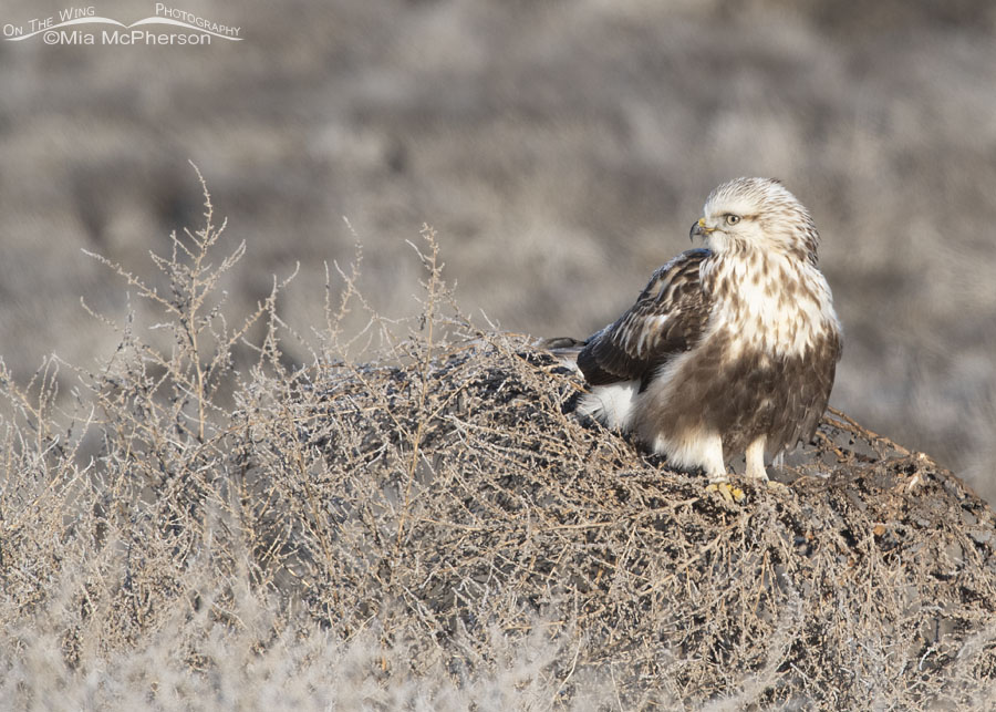 Young light morph Rough-legged Hawk on a tumbleweed, Bear River Migratory Bird Refuge, Box Elder County, Utah