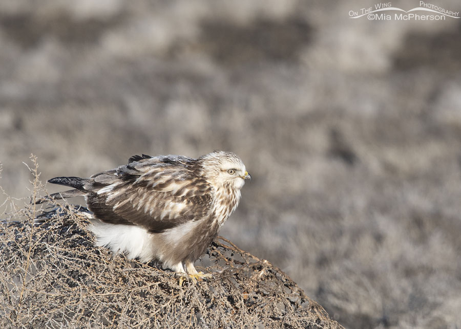 Light morph immature Rough-legged Hawk on a tumbleweed, Bear River Migratory Bird Refuge, Box Elder County, Utah