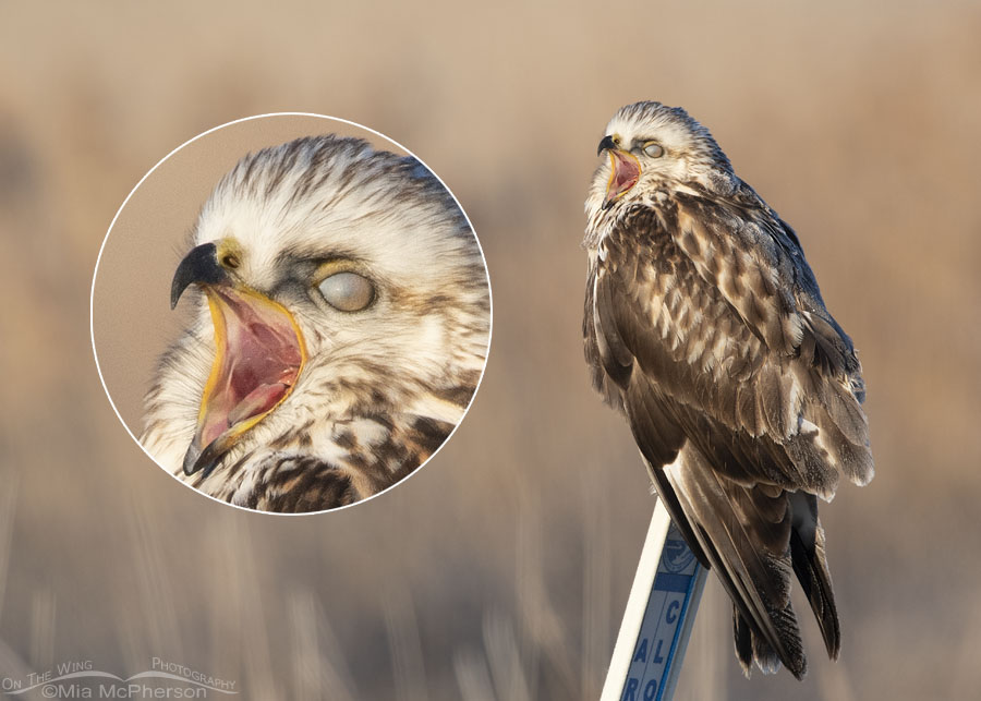Yawning immature light morph Rough-legged Hawk with nictitating membrane inset, Bear River Migratory Bird Refuge, Box Elder County, Utah