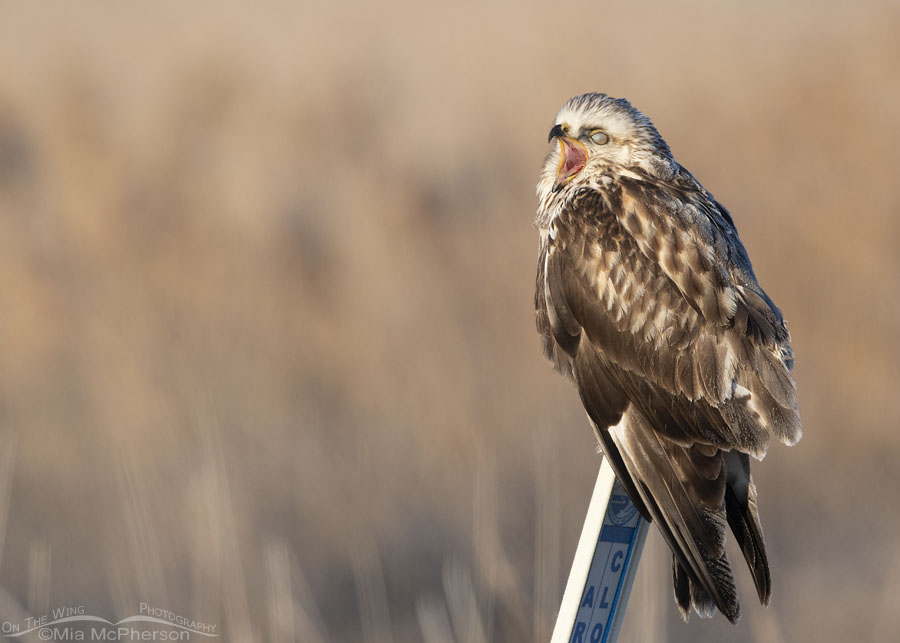 Yawning immature light morph Rough-legged Hawk with nictitating membrane showing, Bear River Migratory Bird Refuge, Box Elder County, Utah