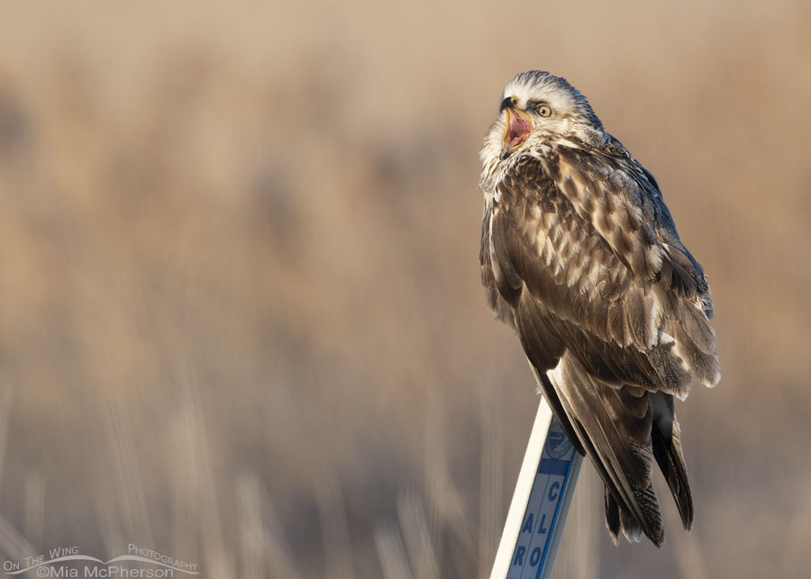 Yawning immature light morph Rough-legged Hawk, Bear River Migratory Bird Refuge, Box Elder County, Utah