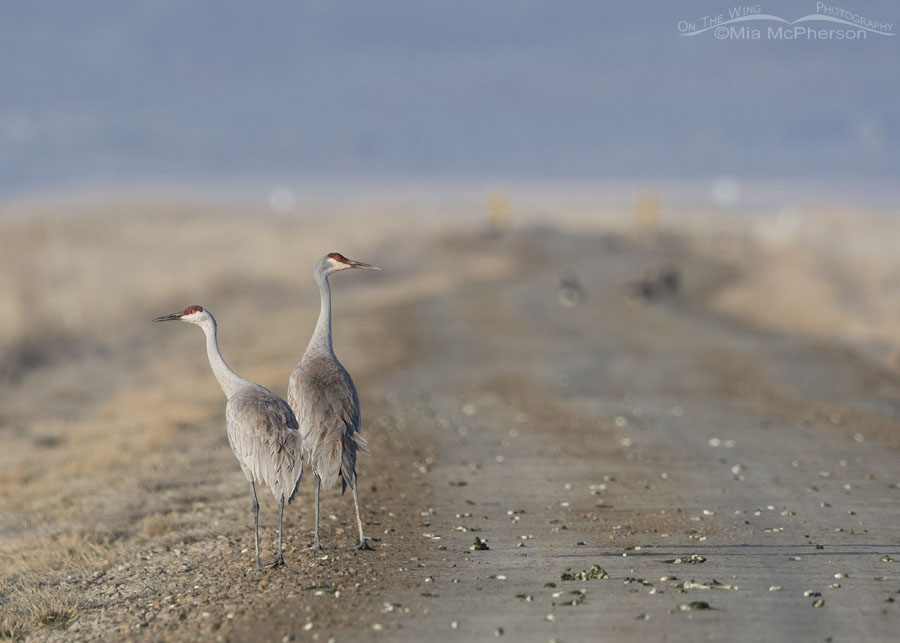 February Sandhill Cranes in the marsh at Bear River MBR, Box Elder County, Utah