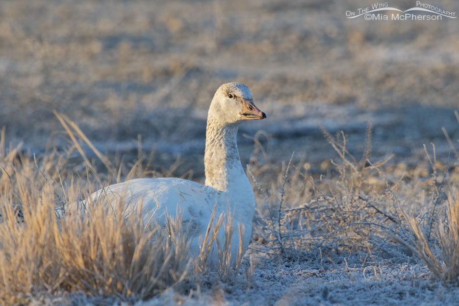 Side lit immature Snow Goose, Bear River Migratory Bird Refuge, Box Elder County, Utah