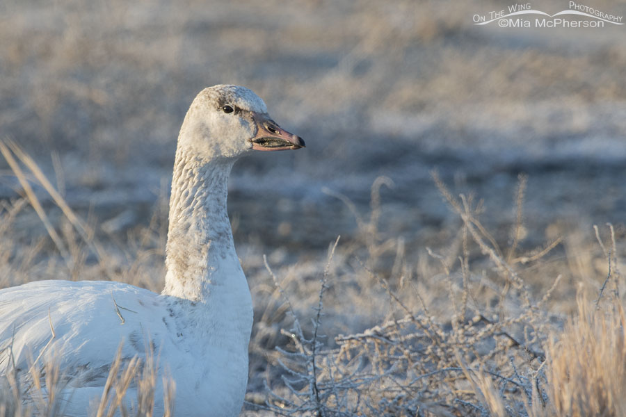 Immature Snow Goose at Bear River MBR, Box Elder County, Utah