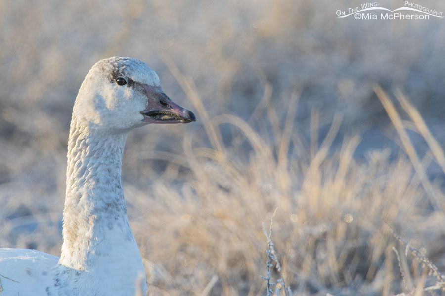 Immature Snow Goose up close, Bear River Migratory Bird Refuge, Box Elder County, Utah