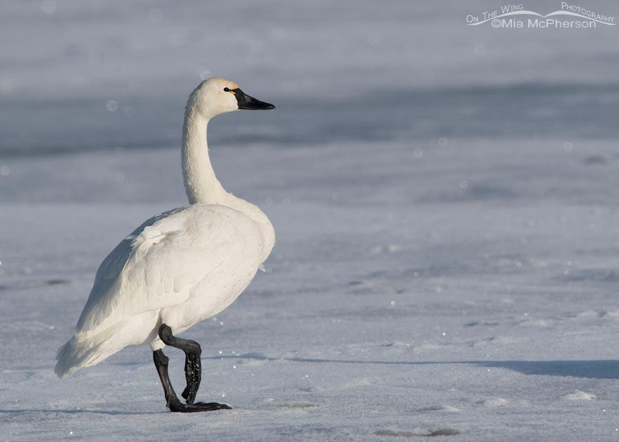 Tundra Swan on a bright February morning, Bear River Migratory Bird Refuge, Box Elder County, Utah