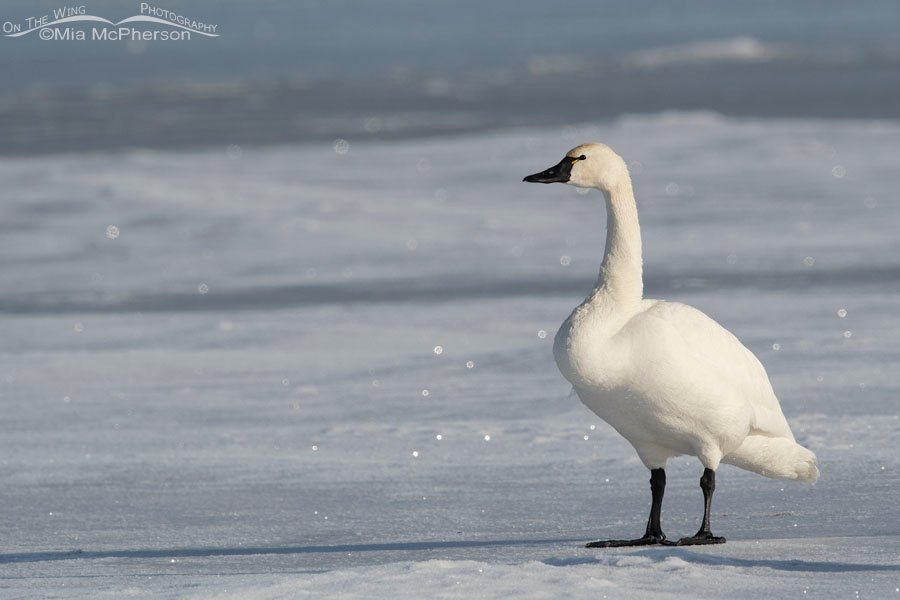 Tundra Swan adult on an icy marsh, Bear River Migratory Bird Refuge, Box Elder County, Utah