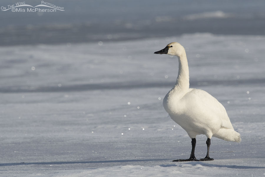 Tundra Swan adult on an icy marsh, Bear River Migratory Bird Refuge, Box Elder County, Utah