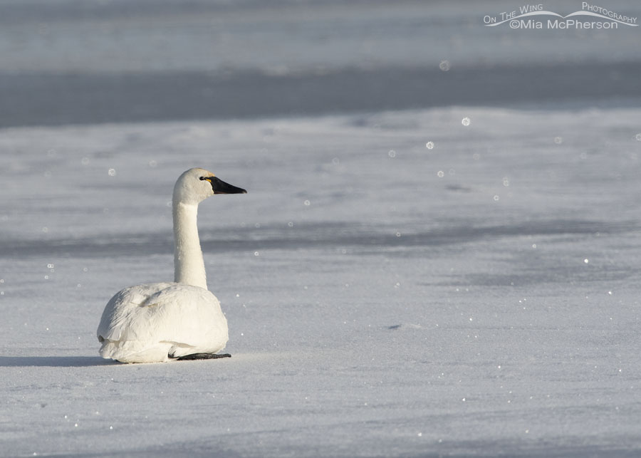 Adult Tundra Swan resting on snow covered ice, Bear River Migratory Bird Refuge, Box Elder County, Utah