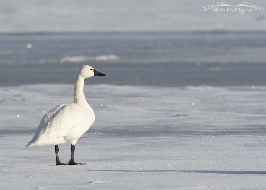 Wary adult Tundra Swan on ice, Bear River Migratory Bird Refuge, Box Elder County, Utah