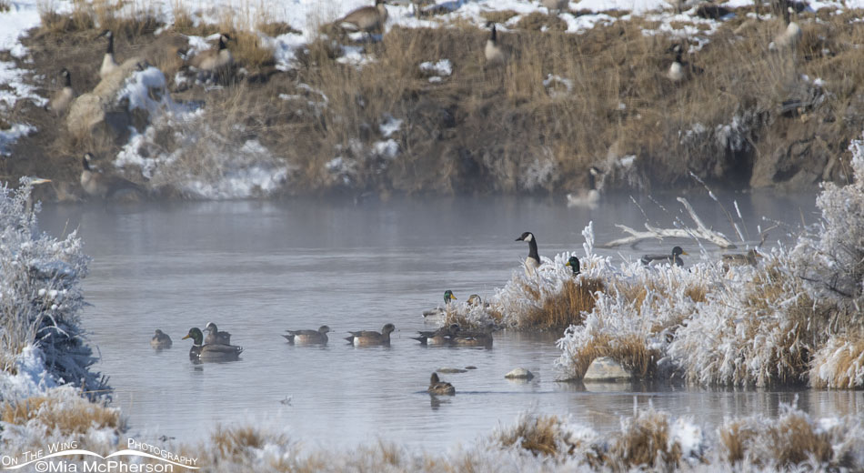 Northern Utah winter waterfowl landscape, Box Elder County, Utah