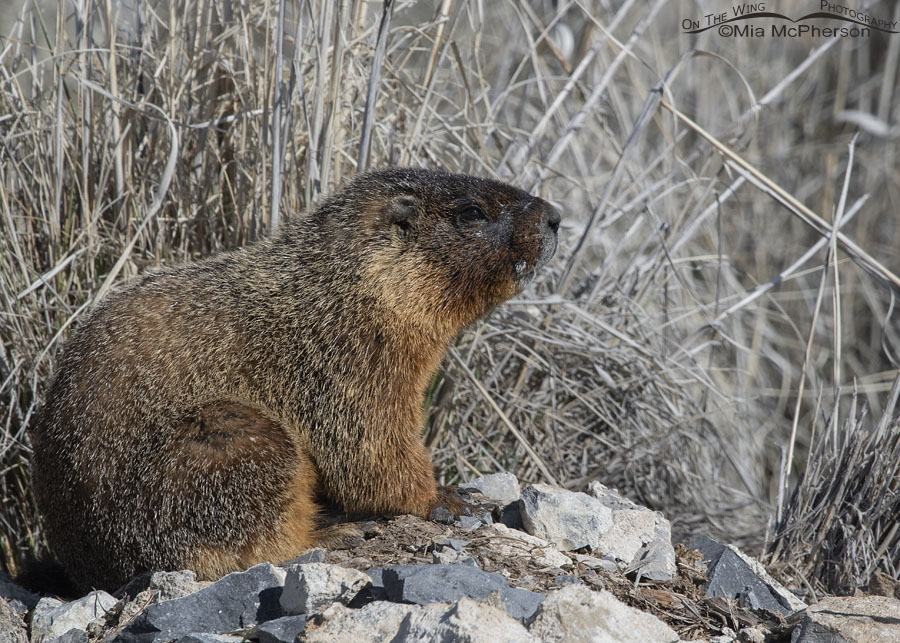 Male Yellow-bellied Marmot in March, Box Elder County, Utah