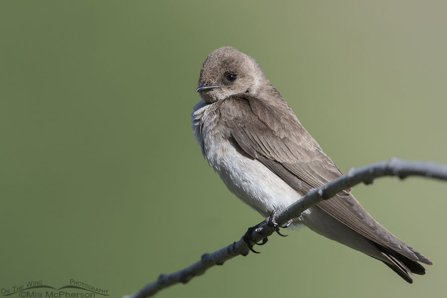 Northern Rough-winged Swallow in the Wasatch Mountains, Morgan County, Utah