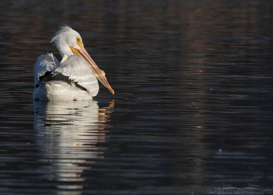Adult American White Pelican in bright morning light, Salt Lake County, Utah