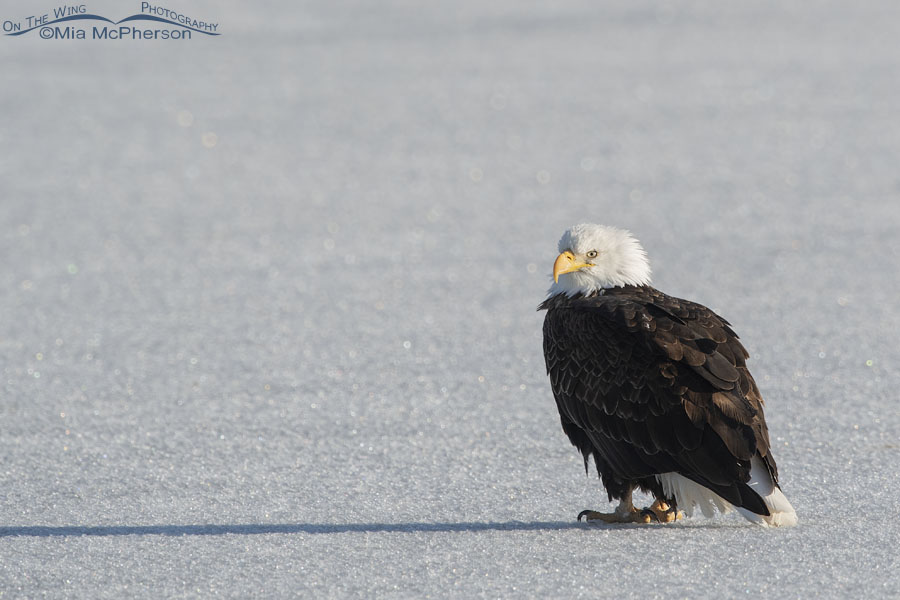Bald Eagle adult resting on ice in bright light, Bear River Migratory Bird Refuge, Box Elder County, Utah