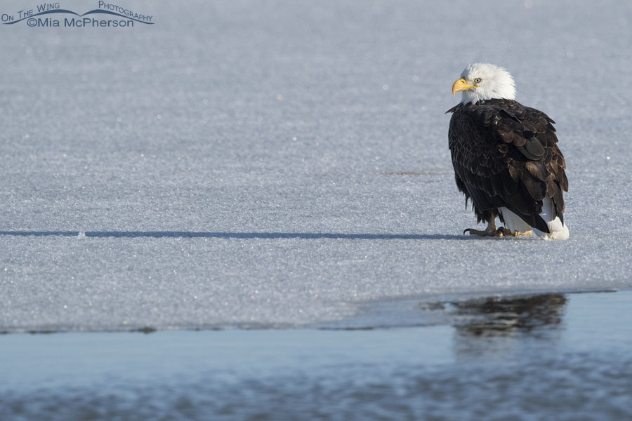 Bald Eagle on thawing ice, Bear River Migratory Bird Refuge, Box Elder County, Utah