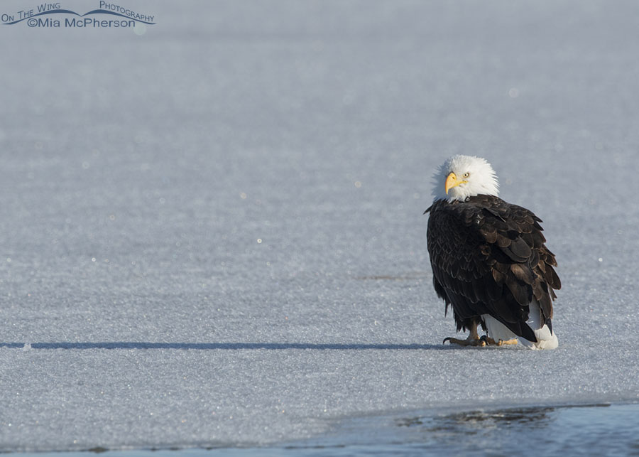 Bald Eagle on ice near the end of winter, Bear River Migratory Bird Refuge, Box Elder County, Utah