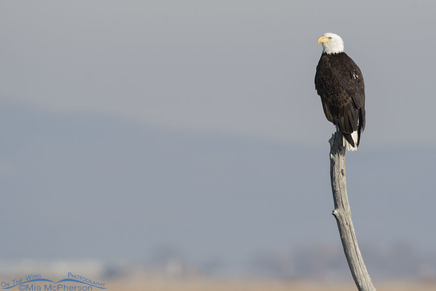 Bald Eagle on a snag over the Bear River, Bear River Migratory Bird Refuge, Box Elder County, Utah