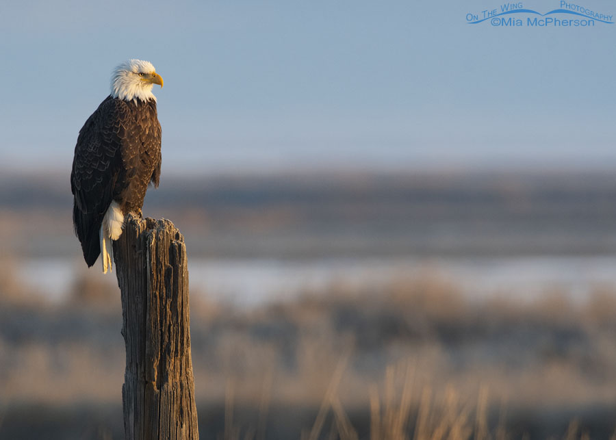 Bald Eagle in soft morning light, Bear River Migratory Bird Refuge, Box Elder County, Utah