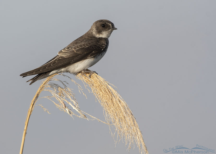 Immature Bank Swallow in marsh habitat, Bear River Migratory Bird Refuge, Box Elder County, Utah