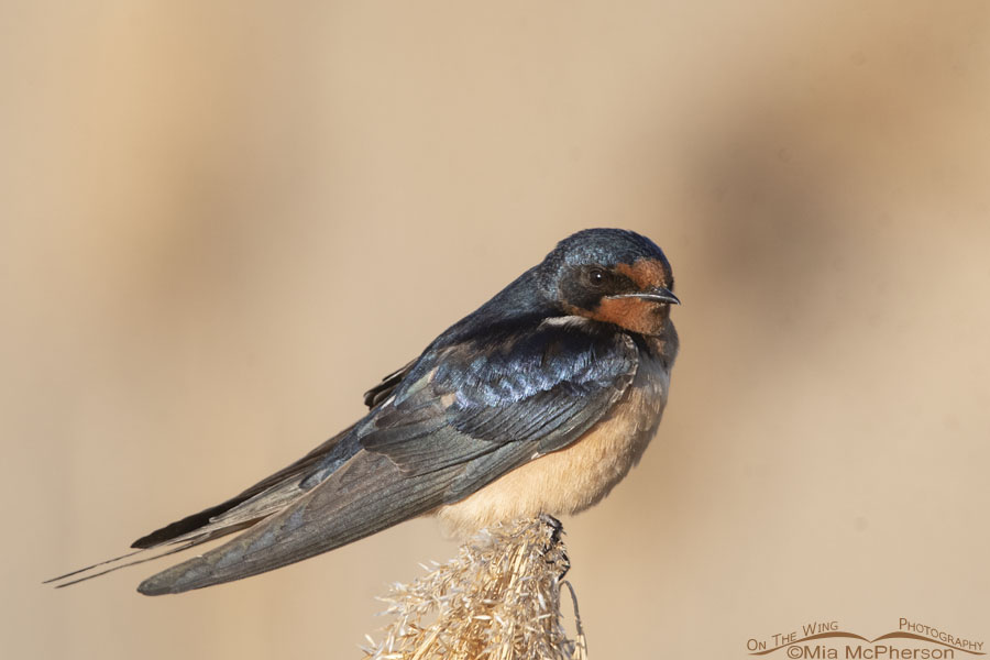 Spring Barn Swallow adult in wetlands, Bear River Migratory Bird Refuge, Box Elder County, Utah