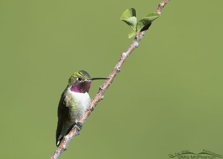 Male Broad-tailed Hummingbird with an eye on me, Wasatch Mountains, Morgan County, Utah