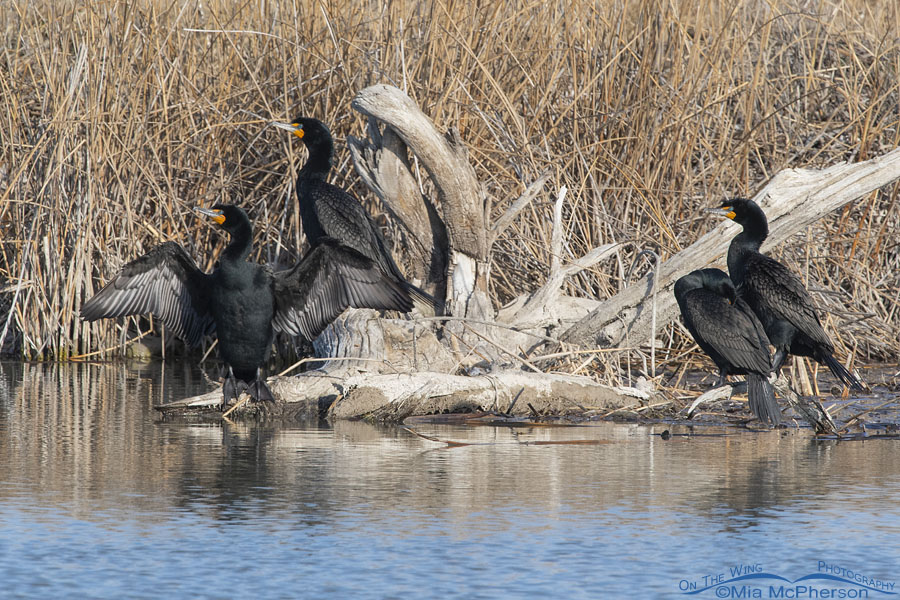 Four Double-crested Cormorants next to the Bear River, Bear River Migratory Bird Refuge, Box Elder County, Utah