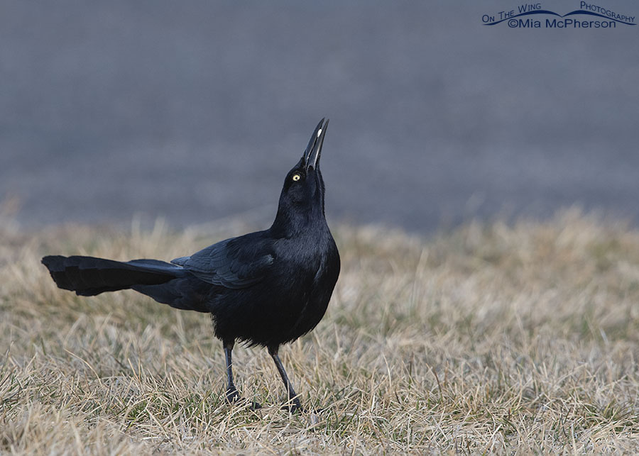 Male Great-tailed Grackle displaying with a prize in its bill, Salt Lake County, Utah