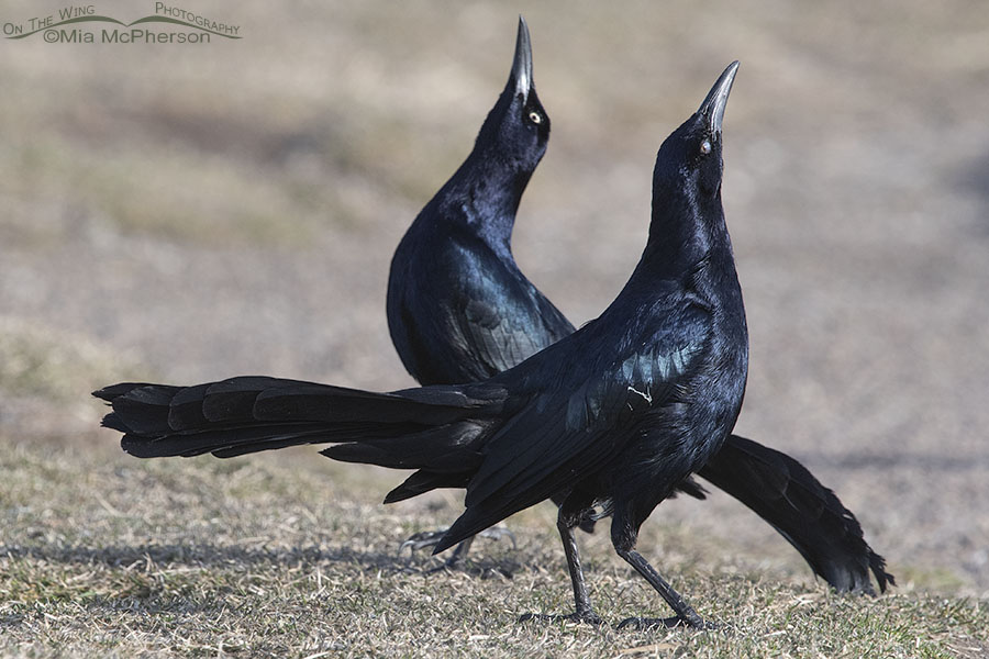 Two male Great-tailed Grackle males displaying, Salt Lake County, Utah