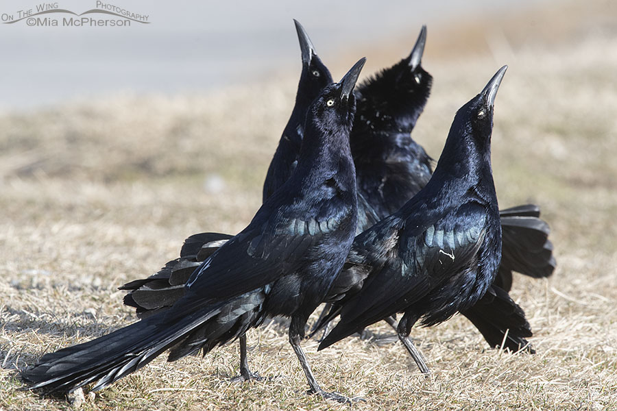 Four Great-tailed Grackle males displaying, Salt Lake County, Utah