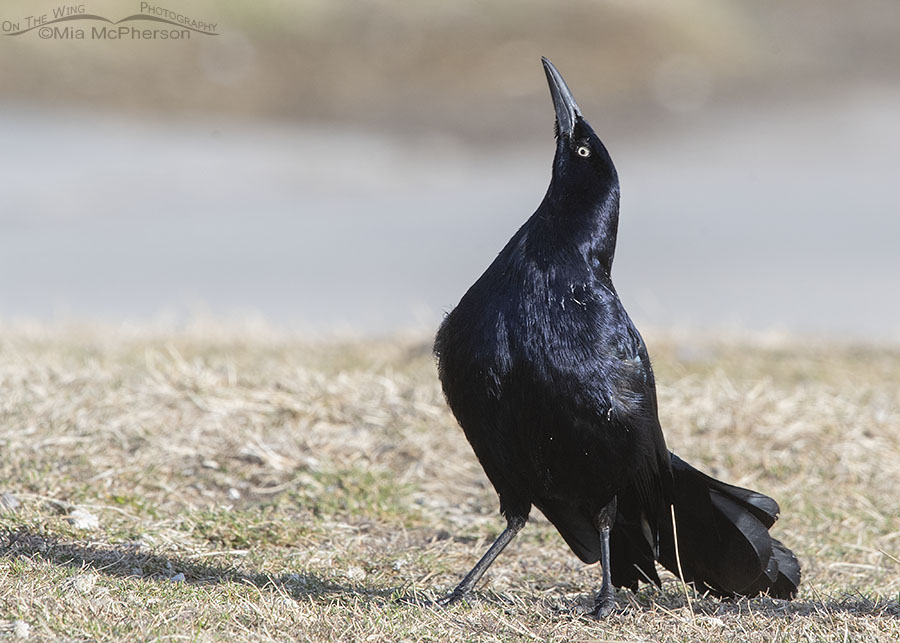 Male Great-tailed Grackle displaying on a late winter morning, Salt Lake County, Utah