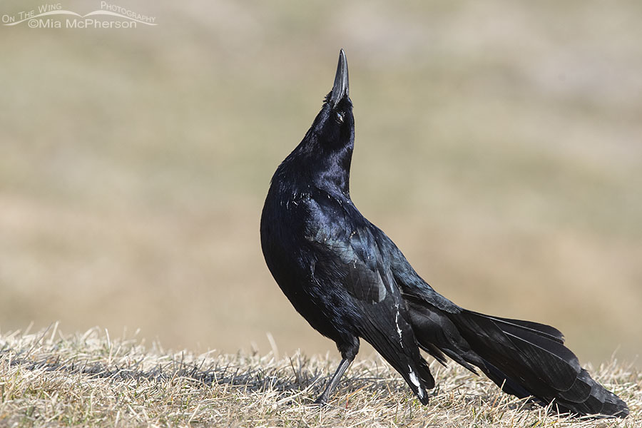 Displaying male Great-tailed Grackle in late winter, Salt Lake County, Utah